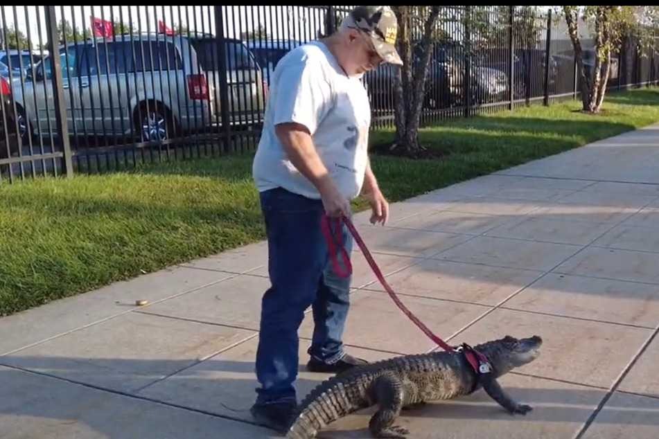 Phillies fan tries to enter stadium with "emotional support" alligator