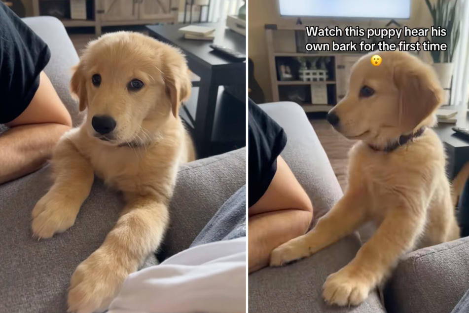 Golden Retriever puppy startles himself after barking for the first time in sweet clip