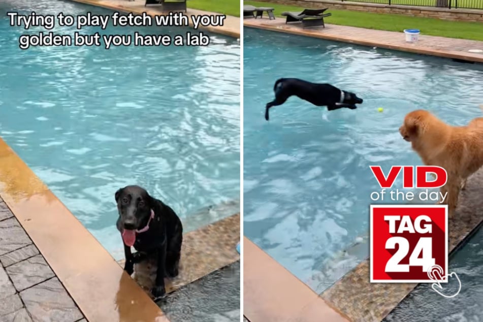 Viral Video of the Day for July 19, 2026: Black lab pulls off hilarious pool heist before Golden Retriever gets a chance!