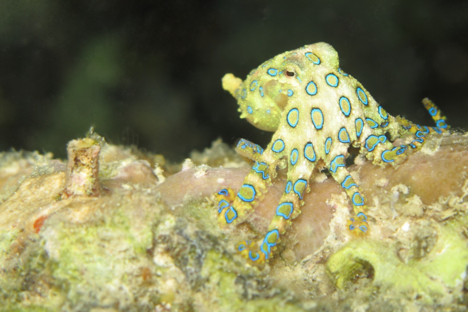 What is the most poisonous octopus in the world?