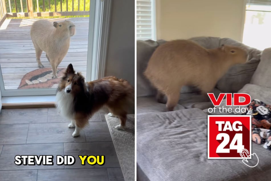 Viral Video of the Day for June 14, 2026: Capybara caught sneaking into house for prime lounging spot!