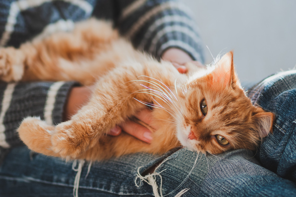 Certain cat breeds are extremely cute and cuddly, others are less so.