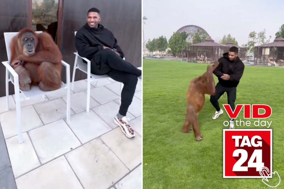 Today's Viral Video of the Day features a man who goes to visit his orangutan friend in Dubai!