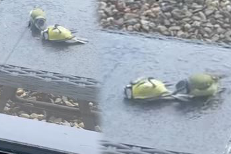 Bird tries to revive its injured friend in heart-rending scene