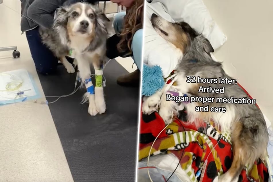 Dog nearly dies after eating moldy snack in horrifying footage: "The scariest week of my life"