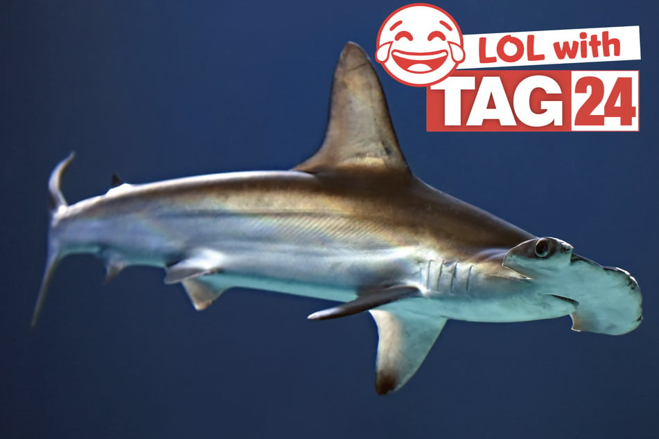 Joke of the Day for September 24, 2026: A shark silly!