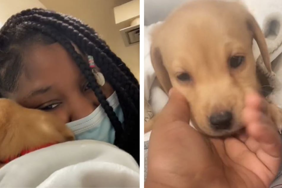 One-month-old puppy abandoned at shelter, and the reason will break your heart