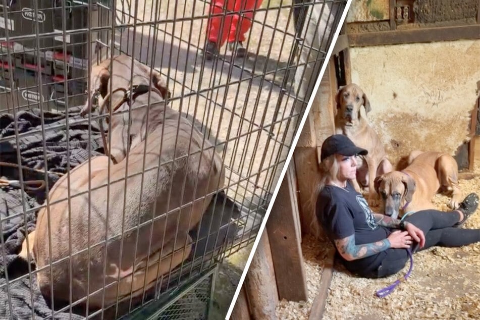 Nearly 100 dogs freed in hours-long rescue from cruel breeding farm