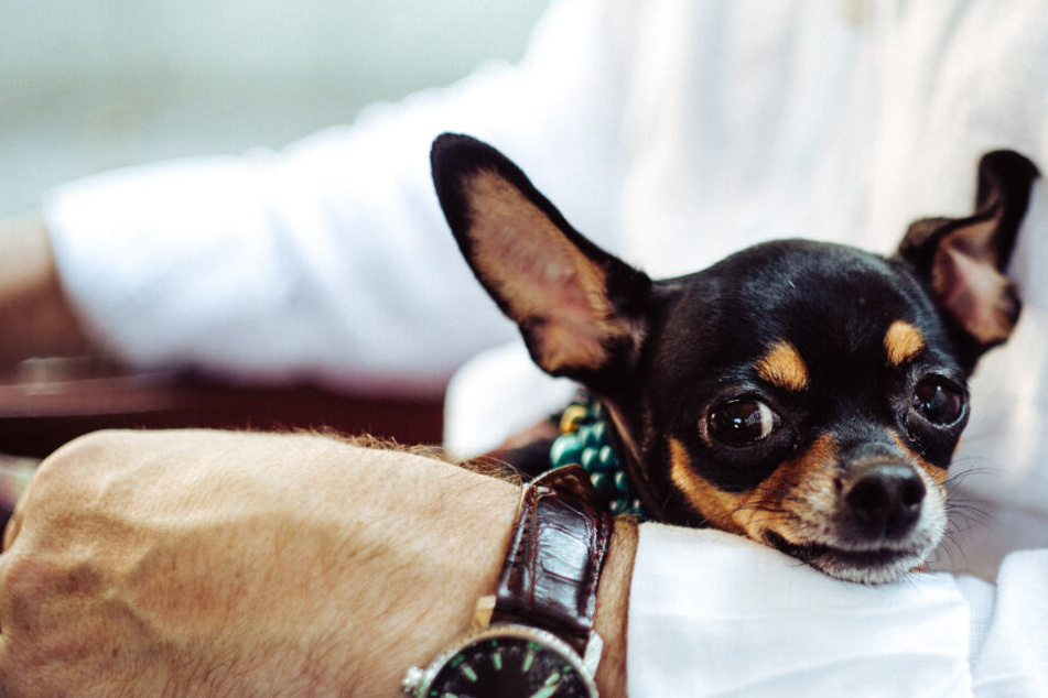 Are you annoying your pet? Three behaviors that dogs really hate