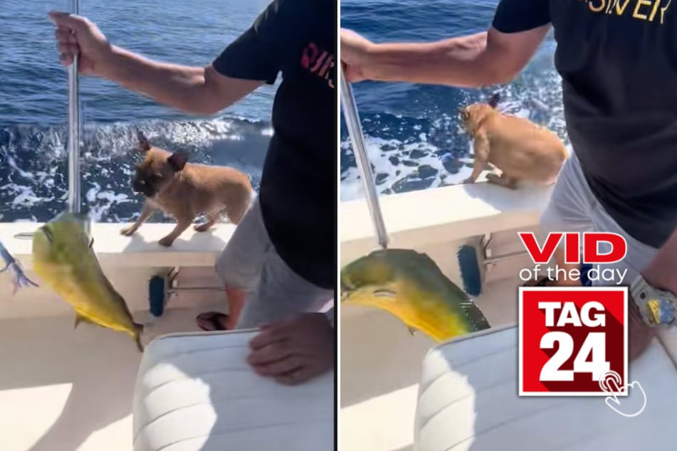 Viral Video of the Day for August 28, 2025: Dog steals the show after his owner catches a massive fish!