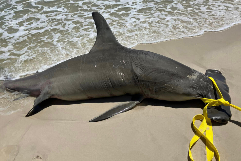 The hammerhead shark's cause of death is still unknown.