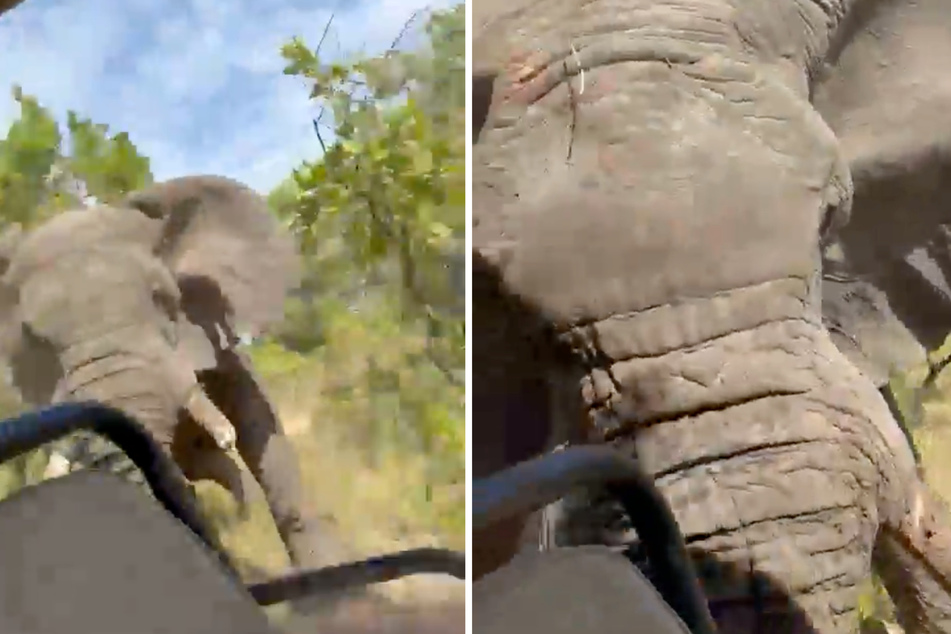 American tourist killed in tragic elephant attack on safari