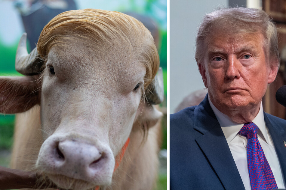 Donald Trump the buffalo (l) was named after US President Donald Trump (r) because of its blond mane.