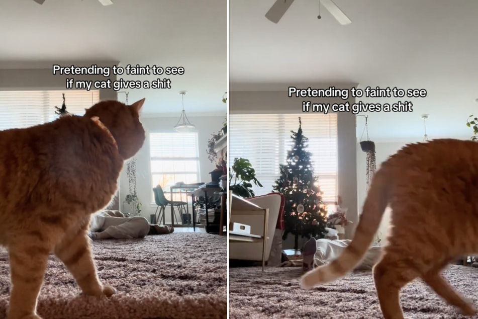 This cat wasn't exactly concerned when her owner pretended to faint in front of her.