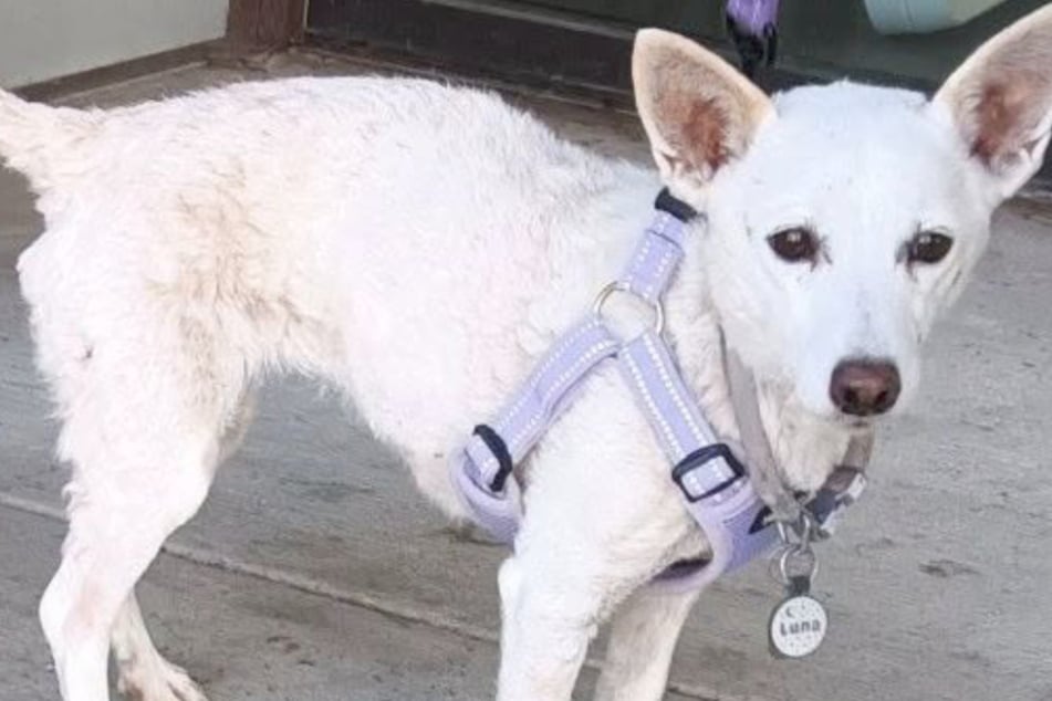 Small dog Luna has sweet reunification story after month lost in Yellowstone: "Alive and well"