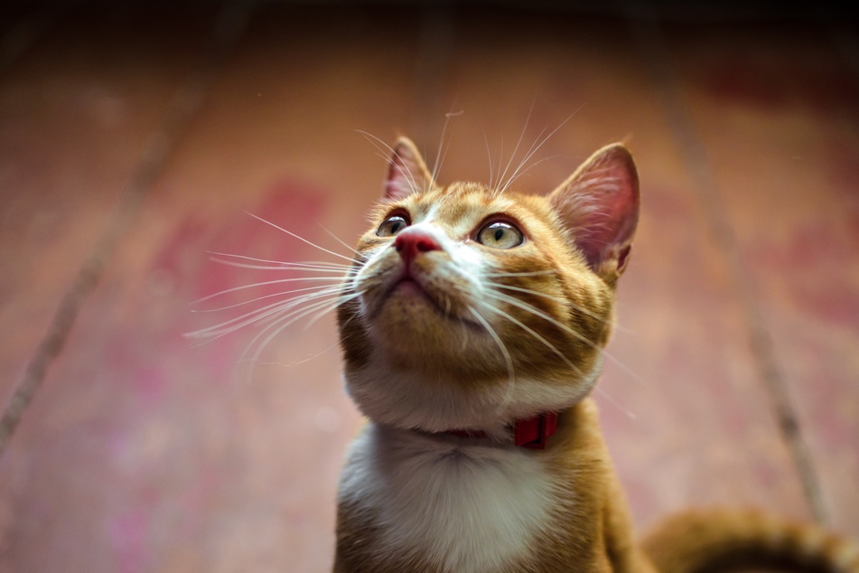 Cats learn and respond to their names, so make the right choice.