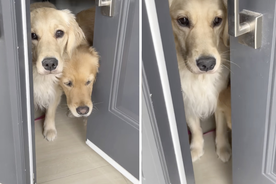 These sweet Golden Retriever dogs were tugging on their owner's heartstrings when she checked the pet camera live footage. Something had to be done!