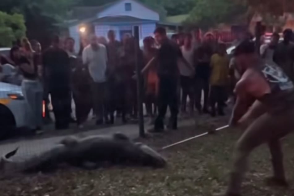 With all his might, Dragich managed to subdue the alligator.