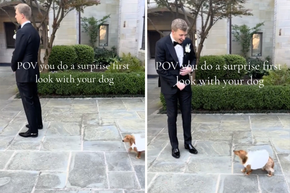 The groom certainly didn't expect to see his dog, Pennie, appear in a wedding dress!