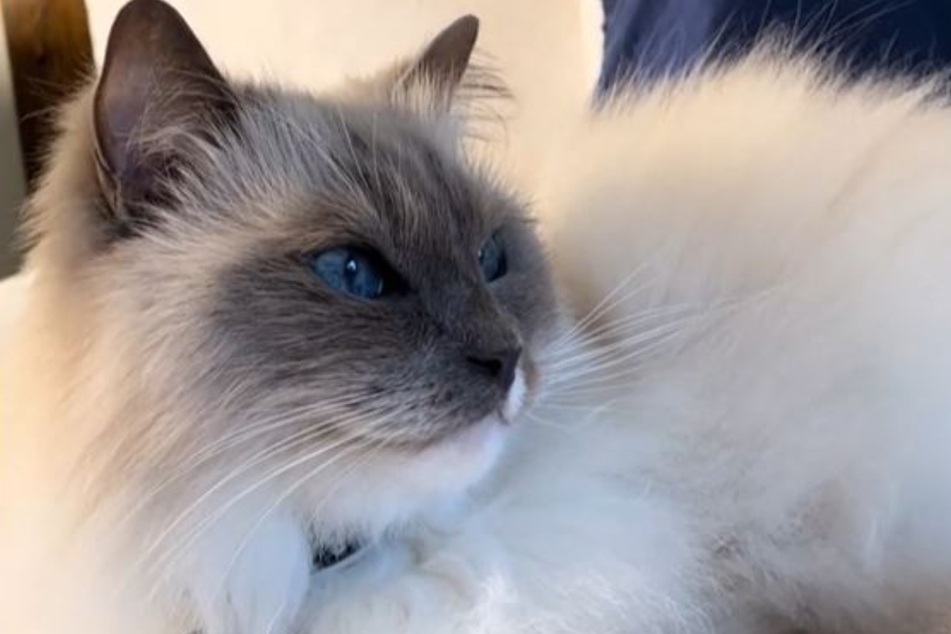 Bossy is a very sweet cat – as long as you do everything he wants!