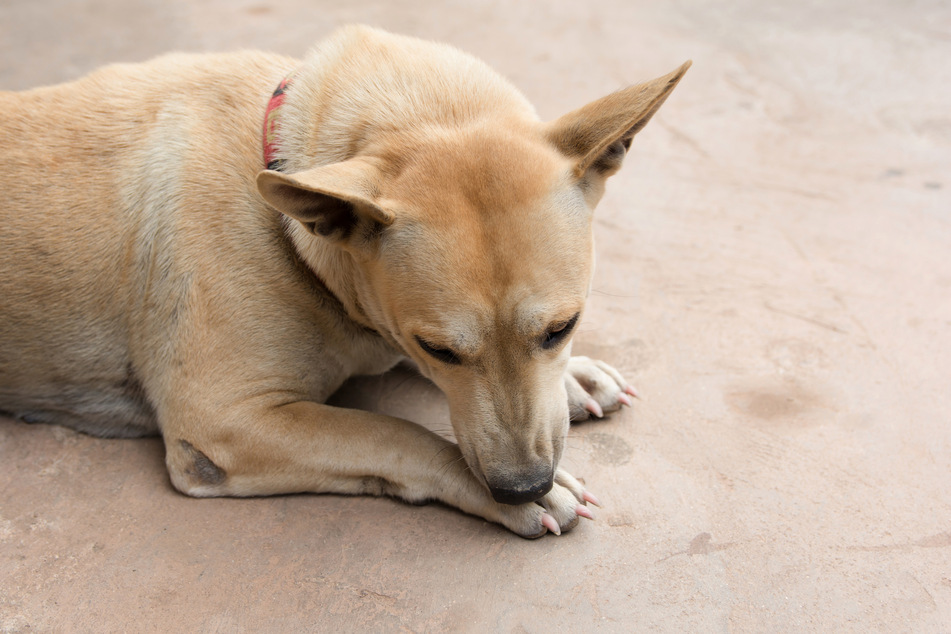 Dogs lick their paws for various reasons, but this behavior is not always harmless.