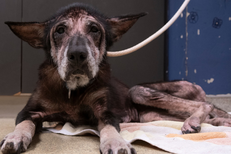 This is what poor Skagway the dog looked like when she arrived at the shelter.