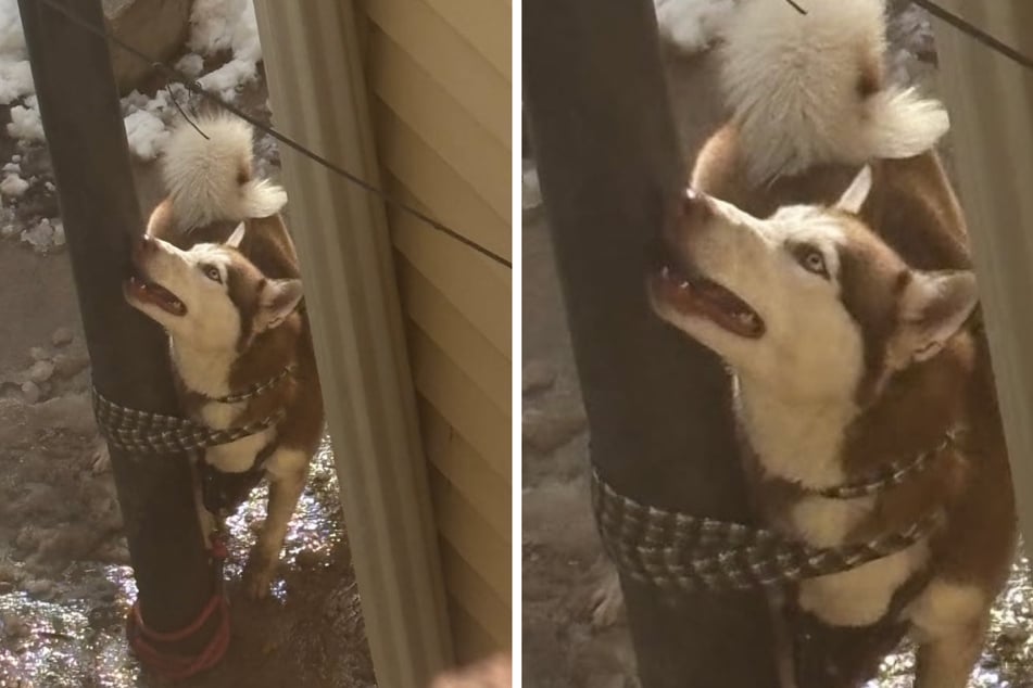 Justice the husky was tied to a pole and then later brutally beaten by her former owner, who gave her up as a supposed stray.