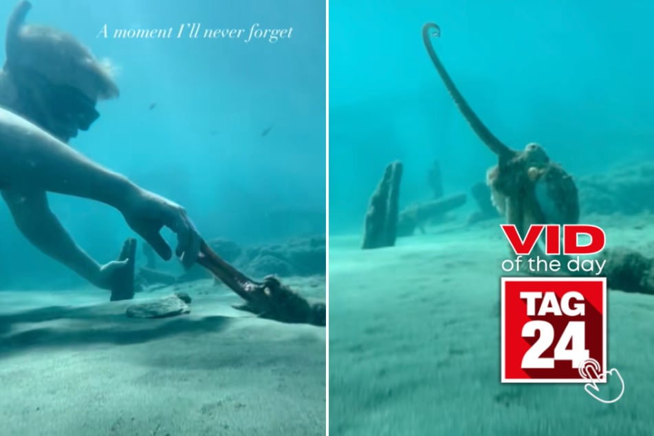 Viral Video of the Day for October 22, 2025: Man befriends octopus in heartwarming encounter