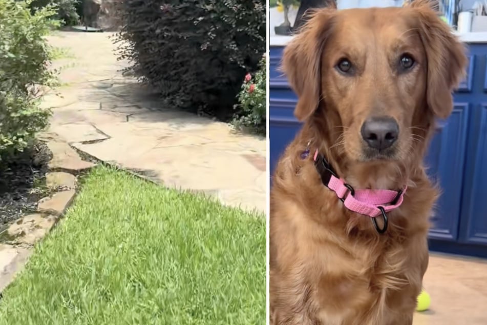 Remy's owner can't explain how the four-legged friend manages to run away so often.
