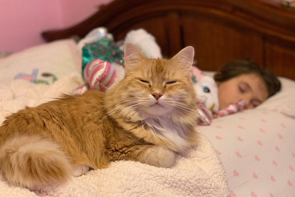 Cats will often purr when they sleep near their humans. It's a sign of love and trust.
