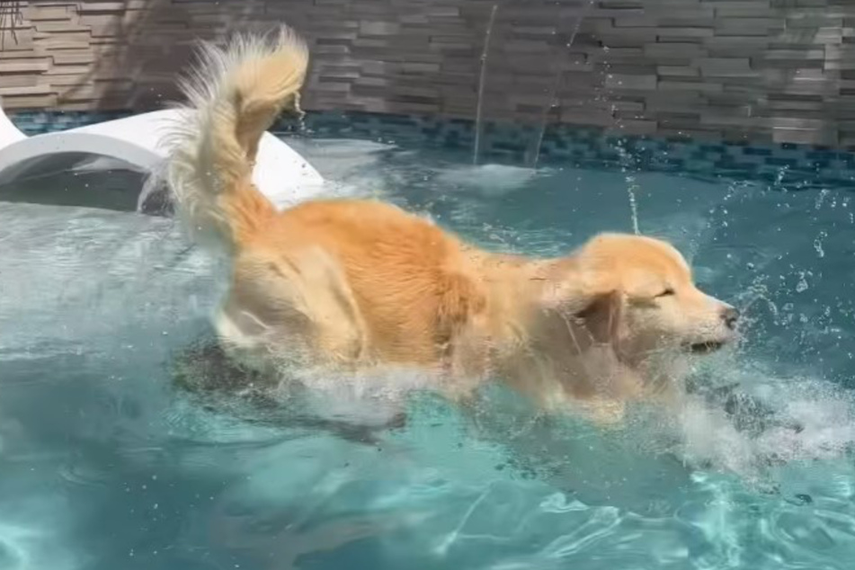Luckily, this corgi is a great swimmer!