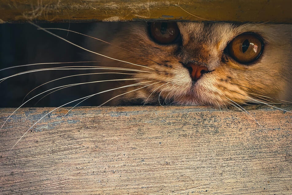Cats are both naturally curious creatures and highly territorial.