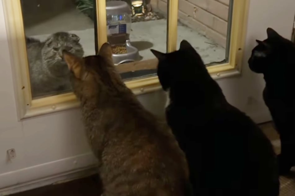 Charles the cat stood at the door. Inside, Jaclyn Andersen's cats were watching...