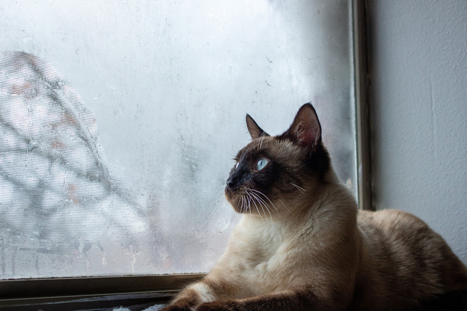 Siamese cats are both iconic and incredibly fast.