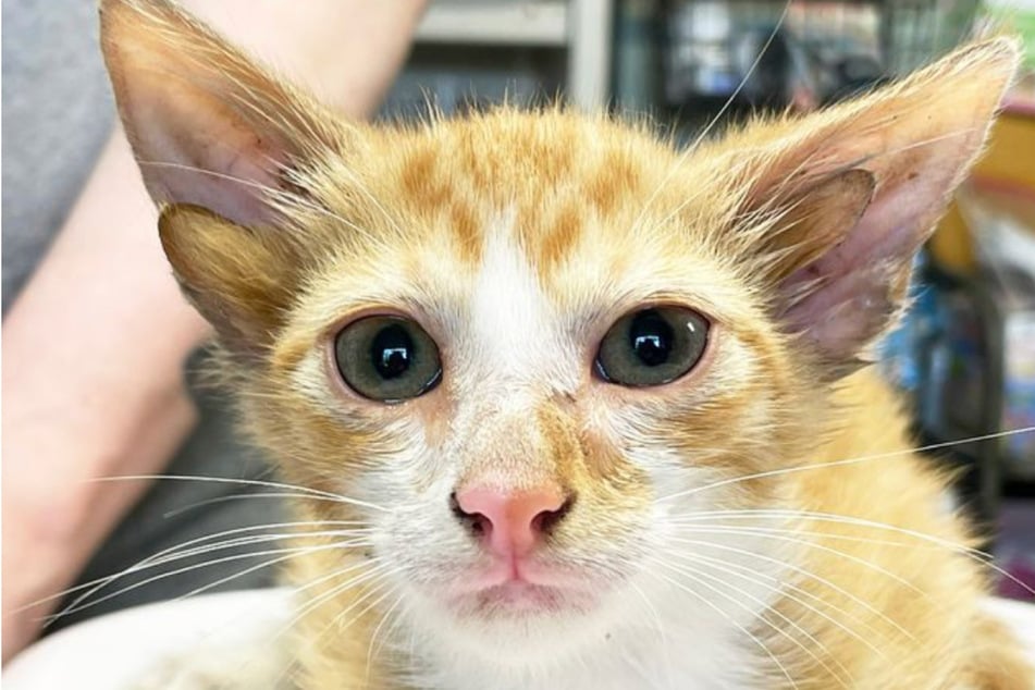 International Cat Day: Abandoned kitten found with two sets of ears!