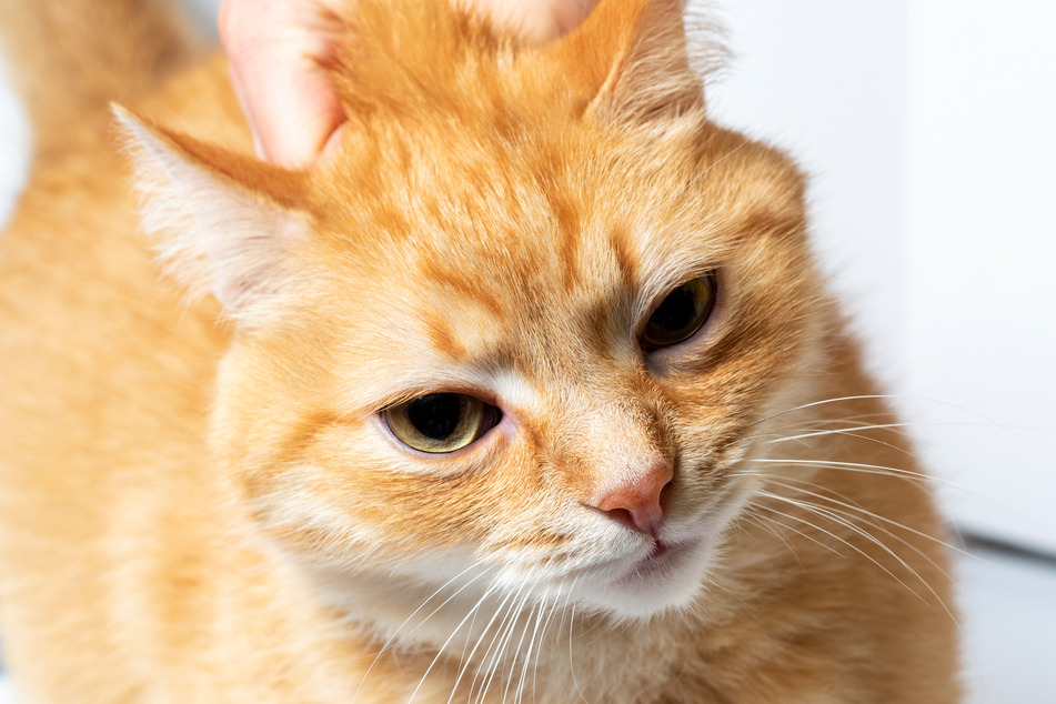 Even if you don't hurt your cat, it will still not appreciate being scruffed.