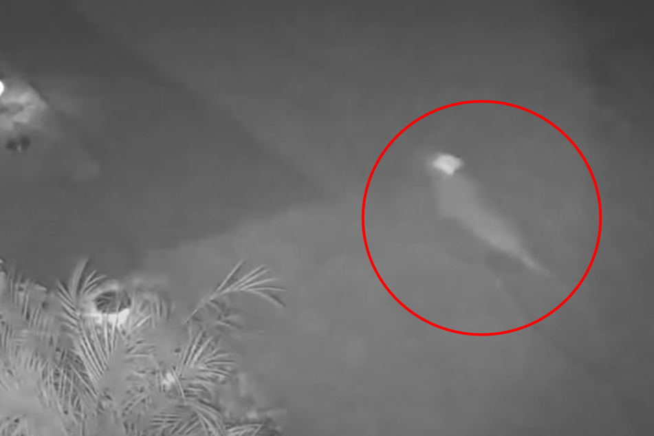 Florida woman thinks she saw a dinosaur on her security camera video!