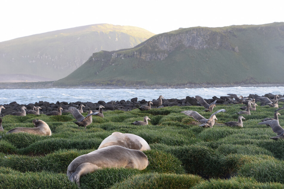 Scientists say there is a lot more than penguins to the Heard and McDonald Islands territory, home to volcanoes and an "amazing" array of sea birds, elephant seals, mosses, grasses and herbs.
