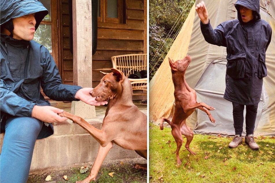 Abandoned dog runs out of the jungle and into the arms of new celeb owner
