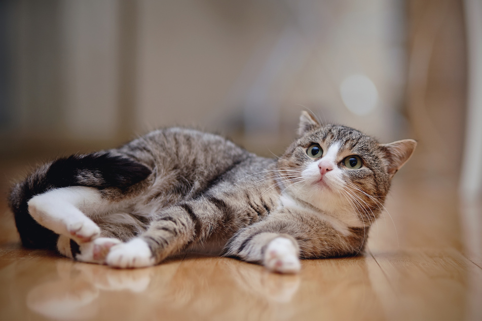 A classic quirk of cats is to chase their own tails.