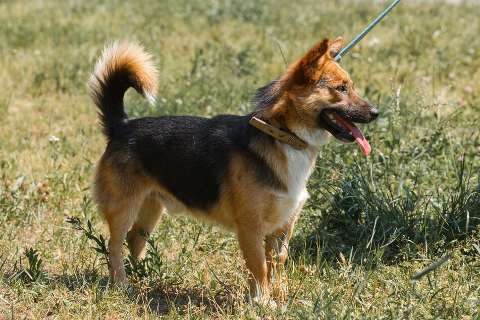 Ace was just seven months old before his life was cut short (stock image).