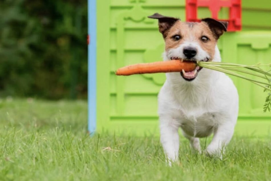 Vegan dog food: Can dogs go vegan?