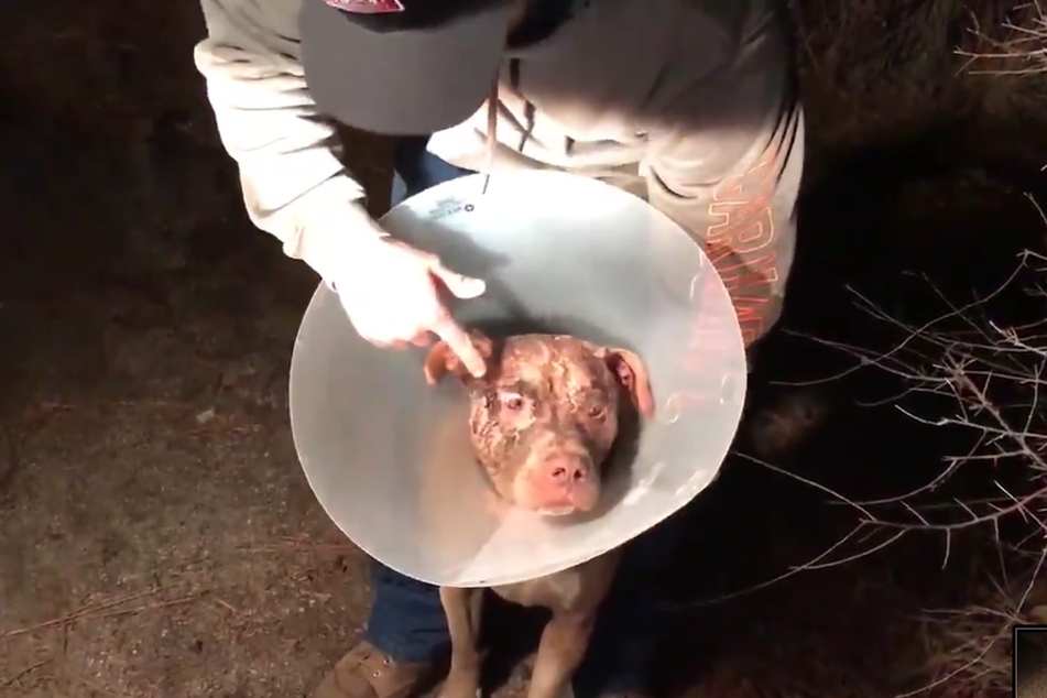Buddy suffered serious injuries but he pulled through.