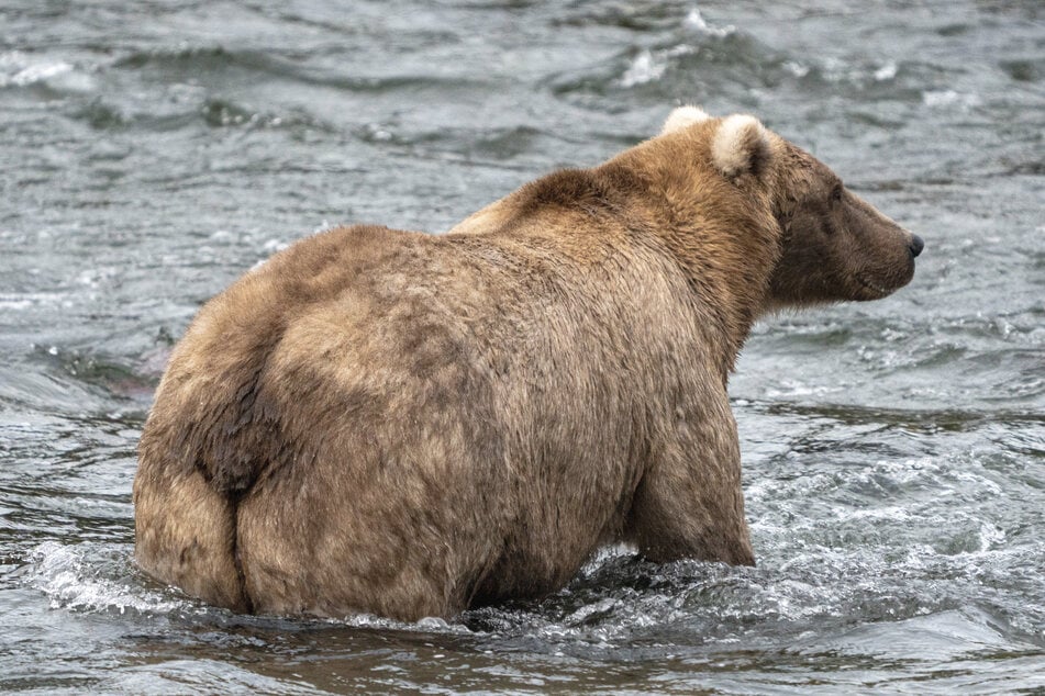 Grazer won the 2023 competition after packing on plenty of pounds! Fat Bear Week has continued to grow in popularity each year.