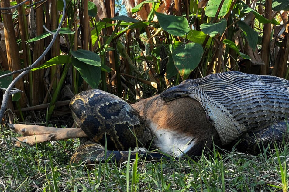 To eat the deer, the snake opened its mouth a full 10.2 inches (26 centimeters) wide.