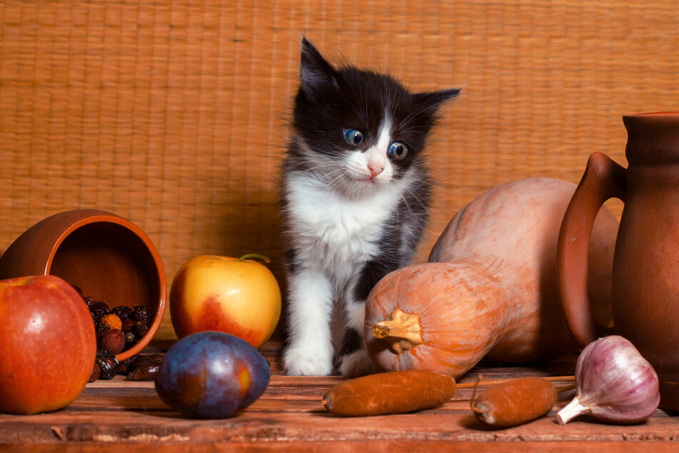 No, Fluffy McFluffybum, that garlic bulb ain't for you.