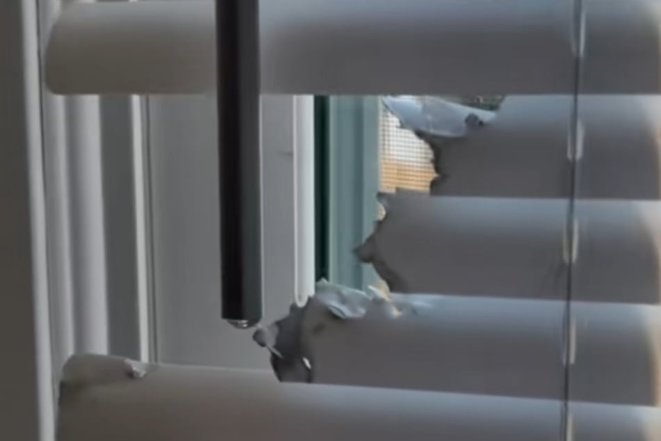 The window slats were in the way of the dog, so they were... remodeled.
