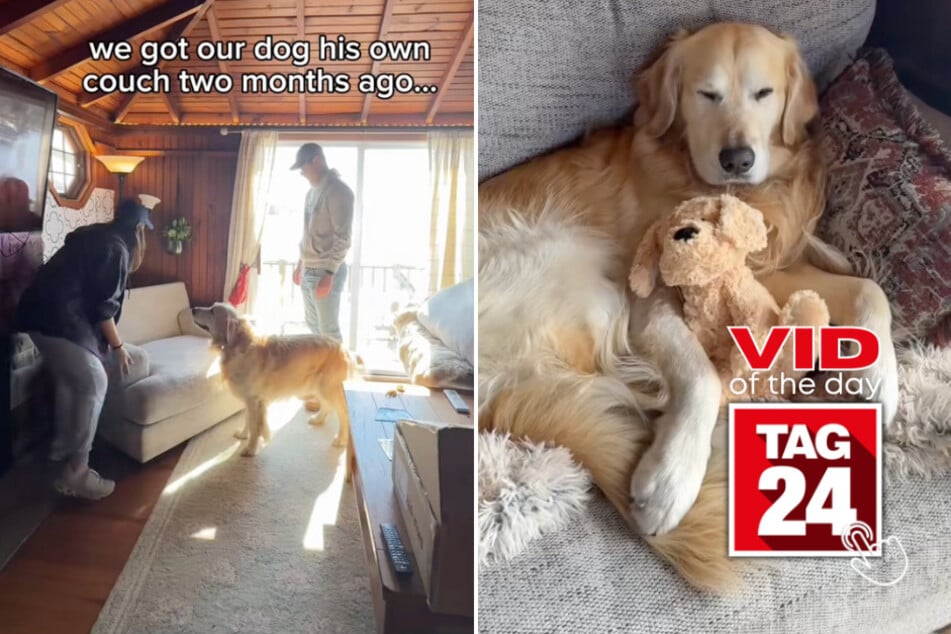 Viral Video of the Day for May 15, 2025: Golden retriever scores very own couch and lives his best life!