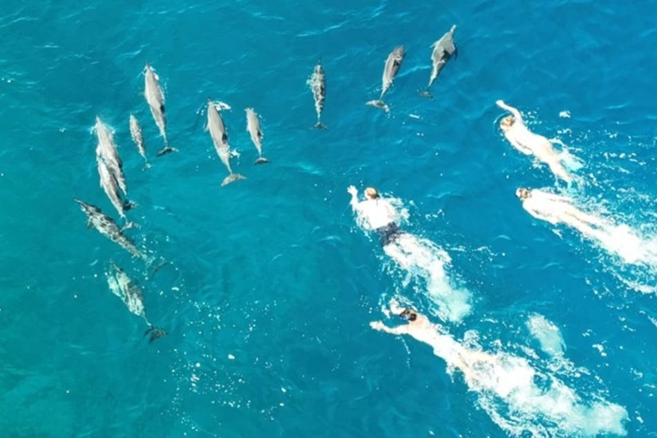 Swimmers faces charges for "harassing" dolphins in Hawaii
