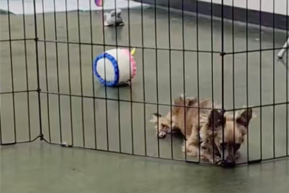 Rescue dog sits alone crying after adoption event for this heartbreaking reason